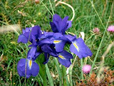 Iris in the Pyrenees