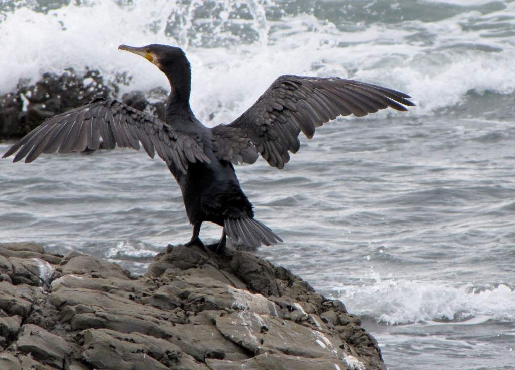 Cormorant at Waratah Bay on Explore Wilsons Prom Walk 