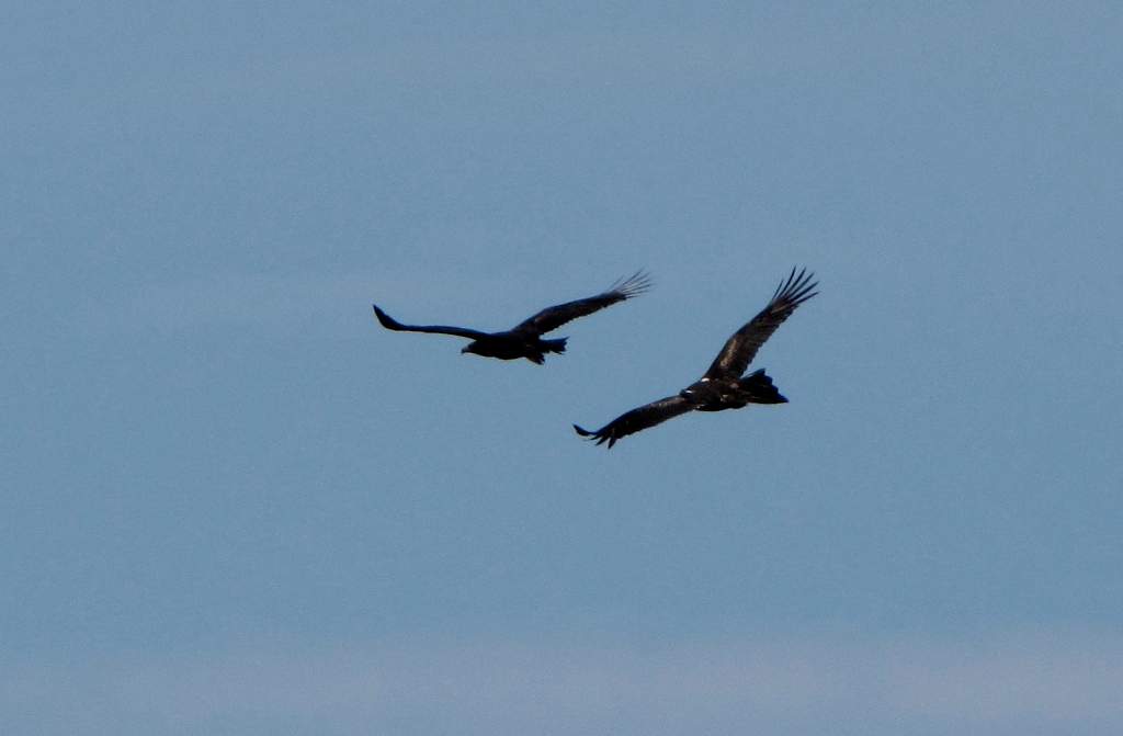 Eagles at Wilsons Promontory National Park 