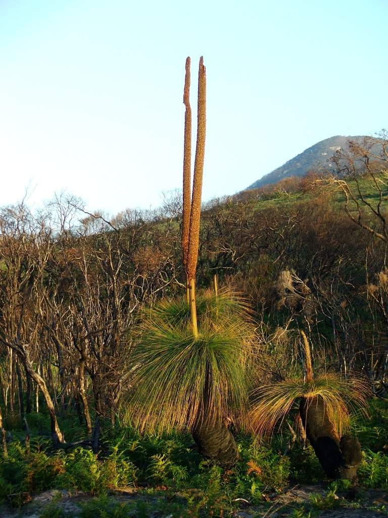 Grass Tree near Lilly Pilly Gully 