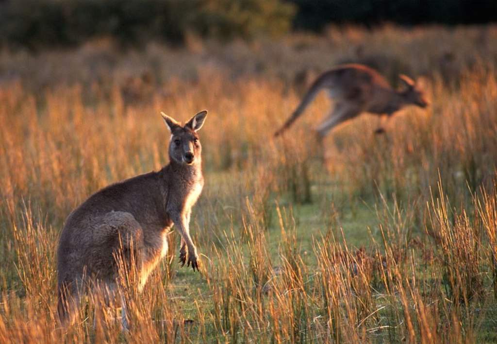 Kangaroos near Cotters Lake at Wilsons Promontory 