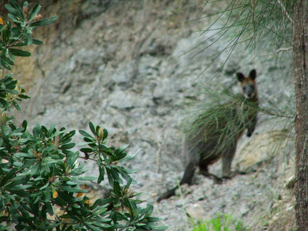 Wallaby near Tidal River 