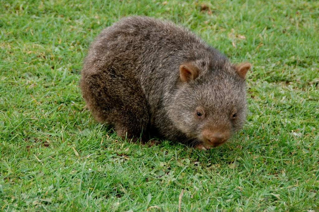 Wombat at Wilson Promontory 