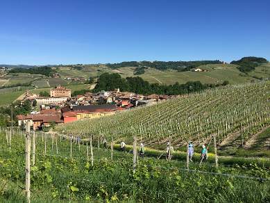 Back to Barolo Piedmont Italy