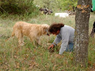 Finding a truffle in Luberon forest