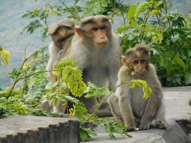 Indian Monkeys
