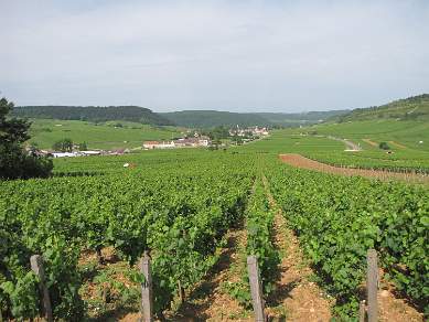 Domaine Burgundy Pommard