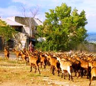 Goat farm in Provence