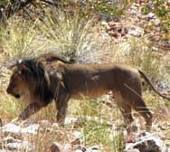 Male lion in the Klip River Valley