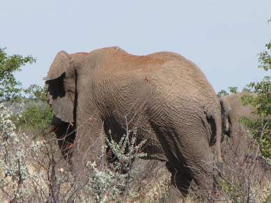 Elephants in Etosha NP