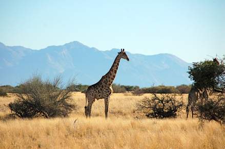 Girafe at Etosha