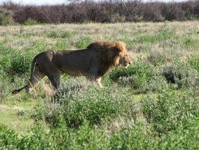Lion on the prowl at Etosha NP Namibia