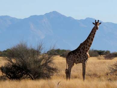 Mt Brandberg Nature Reserve Namibia