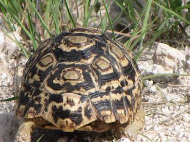 Turtle Namibia