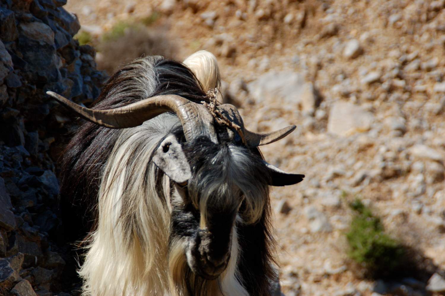 Kri-kri wild goats in Crete Greece.JPG