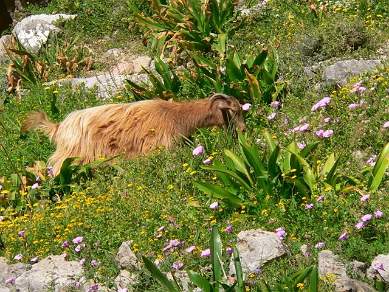 Goats in Crete