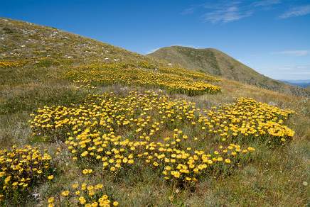 Alpine Daisies Mt Feathertop