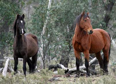 WIld brumbies in the High Country
