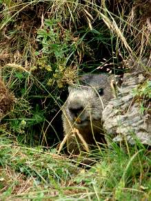 An elusive Marmot in the Pyrenees