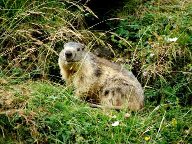 Marmot in the Pyrenees