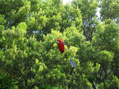 Eastern Rosella Parrot in Lilly Pilly Gully at Wilson Promontory