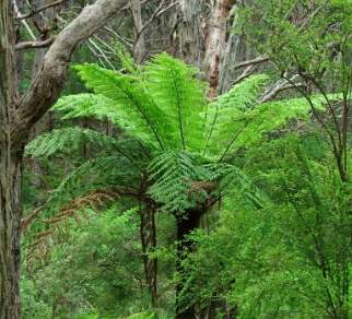 Tree Fern in Lilly Pilly Gully at Wilsons Prom
