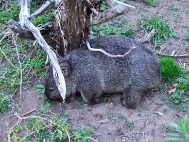 Wildlife viewing Wombat at Wilsons Promontory