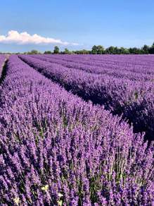 Lavender Fields on the Valensole Plateau Provence France