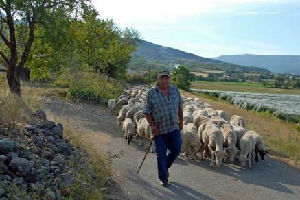 Shepherd with his flock in Luberon