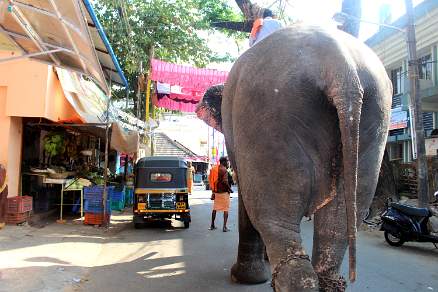 India elephant