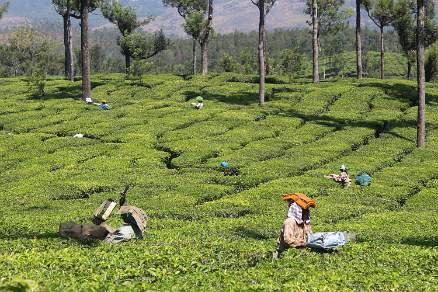 Tea pickers in Munnar Kerala India