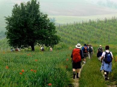 Vineyards walks near Bolsena