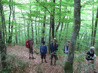Forest walking in Autun