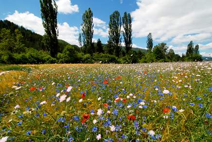Field of wildflowers Drome Provence