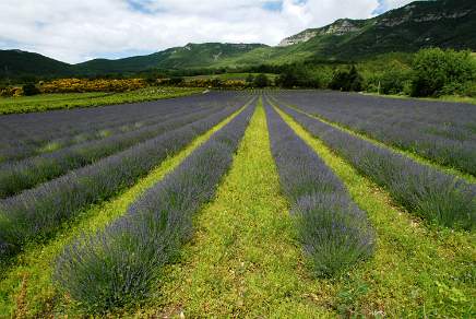 Lavender fields in the Drome Provence