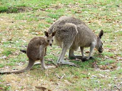 Kangaroos in the Grampians National Park near Halls Gap