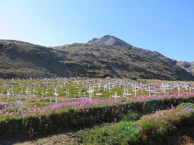 Flower valley Greenland