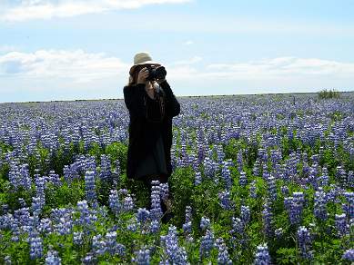 Field of Lupins Iceland