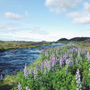 Fields of lupins in southern Iceland