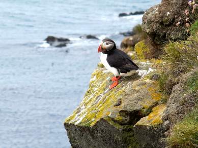 Puffin in the Western Fjords in Iceland