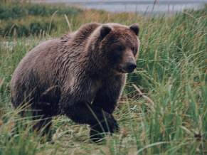 Grizzly Bear at Lake Clark Alaska