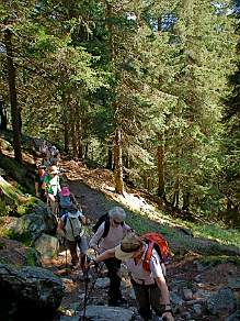 Magic forest on the Panorama Trail Soglio Switzerland