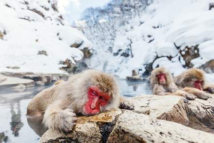 Snow monkeys enjoying the thermal waters