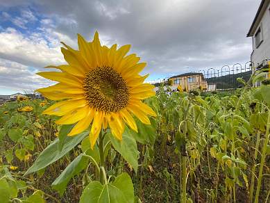 Sunflowers on Miyaima Island