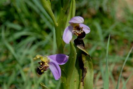 Bee Orchid Andalusia Spain