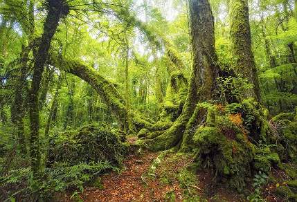 Lamington Gondwana Rainforest of Australia