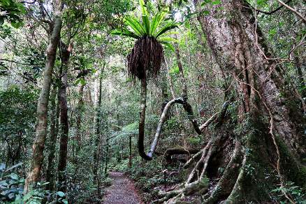 Rainforest Lamington NP