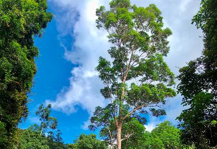 Tall eucalypts in Lamington NP