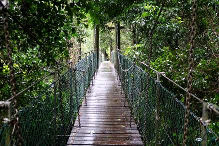 Tree Top Walk O'Reilly's Rainforest Retreat