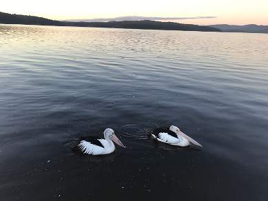 Pelicans Bottom Lake